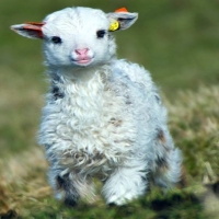 Little Lamb