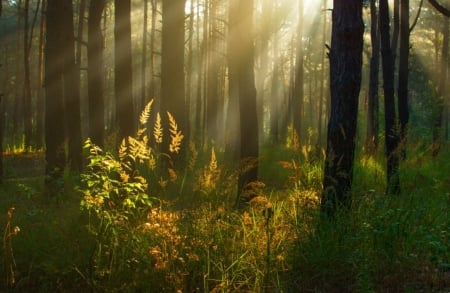 Forest Sunlight - autumn, trees, bush, leaves, sunrays