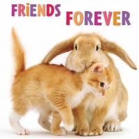 friends forever