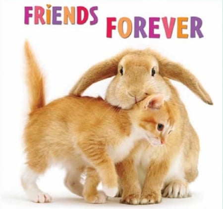 friends forever - cats, animals, friends, bunny, kitten, ginger