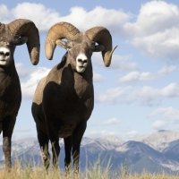 bighorn sheep