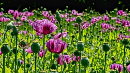 Tulips - Tulips, Nature, Flowers, Meadow