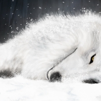 White wolf