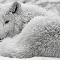 White wolf