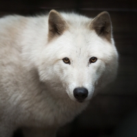 White wolf