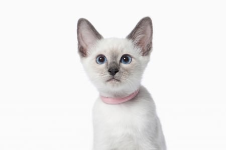 Kitten - white, kitten, cure, pisici, pink, cat