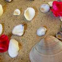 Seashells And Flowers