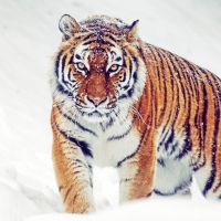 Siberian tiger