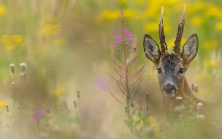 :-) - animal, antelope, deer, yellow