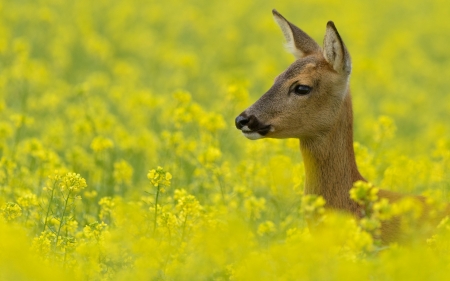 Deer - caprioara, animal, yellow, summer, deer, field, flower