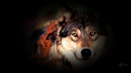 Fall Wolf Collage - wolf, autumn, lobo, fall, wild, leaves, loup, firefox theme