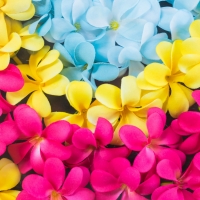 Plumeria