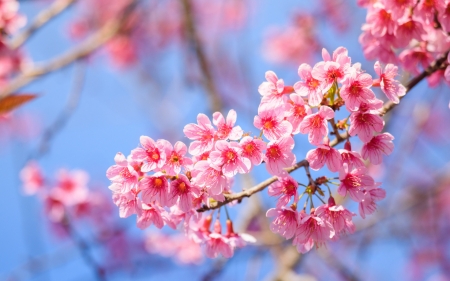 Spring - branch, cherry blossom, sakura, blue, spring, flower, pink, sky