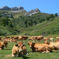 Ponga National Park, Spain