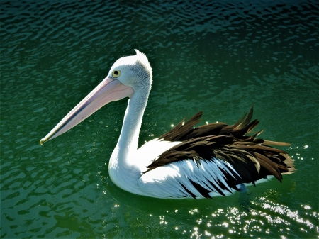 Precious Pelican - pelican, gold coast australia, australian wild birds, photography, precious animals, water, lovely, big bird, bird, nature