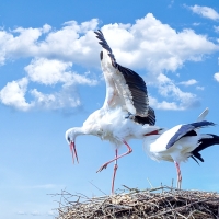 Storks nesting