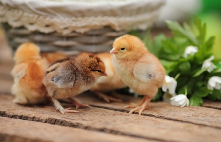 Chicks - easter, bird, pasari, chicks, cute, spring