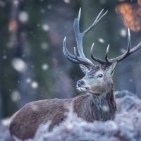 Winter Deer