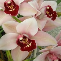 Orchids