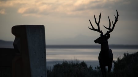 Deer - cerb, black, r nial bradshaw, animal, deer, silhouette, horns