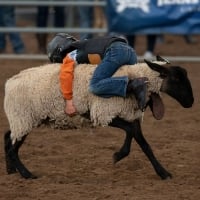 Mutton Bustin' in Colorado