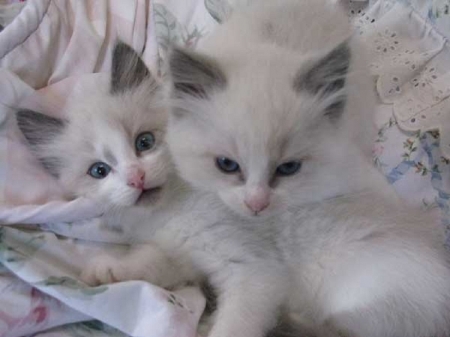 cute Ragdoll kittens - kittens, Ragdoll, cute, cat, animals