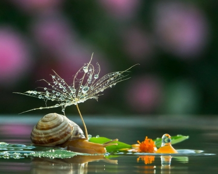 Mr snail and his lover - snail, water drops, leaves, family, water