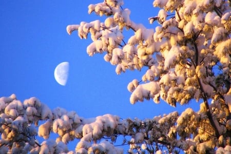 Daylight Moon - sky, tree, branches, sunlight