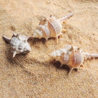 Beautiful Sea Shells