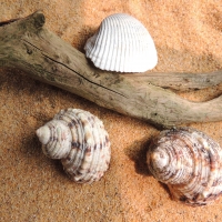 Driftwood And Sea Shells