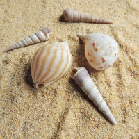 Mixed Sea Shells