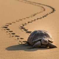 Turtle on Sand