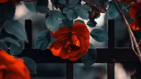 Roses - fence, artem saranin, red, rose, flower