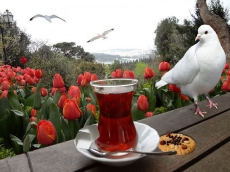 hello new day - flowers, birds, nature, photography, beauty, tea