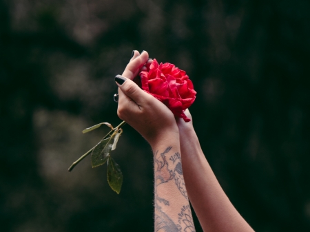 Rose - rose, tattoos, red, hand