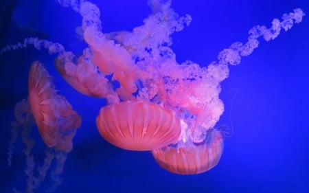 Jellyfish - jellyfish, water, summer, blue, underwater, sea, pink, vara