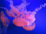 Jellyfish