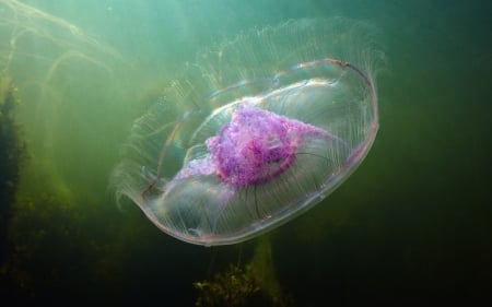 Jellyfish - summer, pink, water, jellyfish, sea, vara, green, underwater