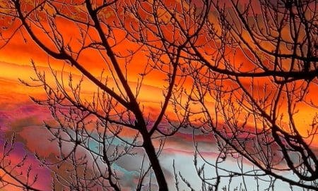 Sunset Silhouette - clouds, branches, autumn, colors, tree, sky