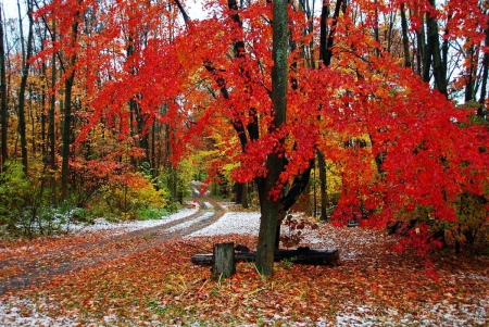 Fall Colors - leaves, forest, trees, snow