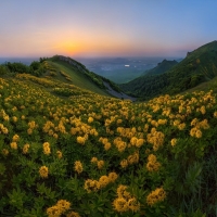 Landscape of Yellow Flowers