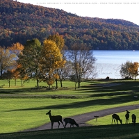 Deer in Upstate New York Park