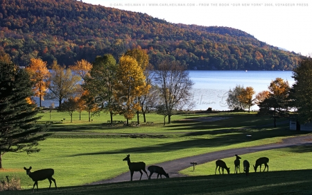 Deer in Upstate New York Park - Lakes & Nature Background