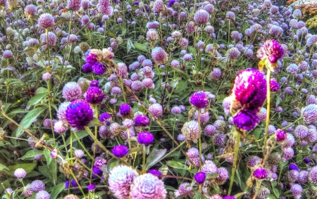 Purple Blooms - purple, flowers, blooms, fields, landscapes, nature