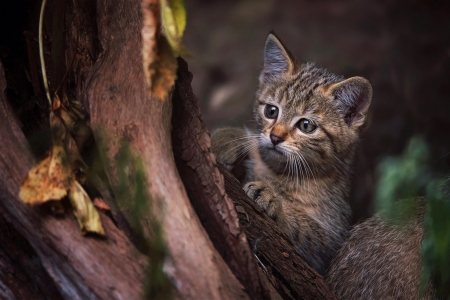 Kitten - cat, animal, pisici, tree, kitten