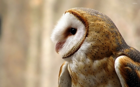 an owls portrait - portrait, animal, owl, bird