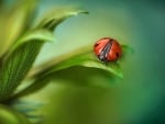 Ladybug