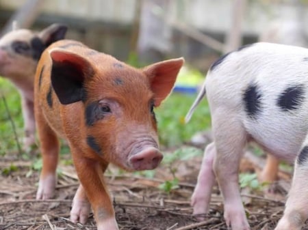 BROWN PIGLET