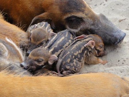 PIGLETS - image, animal, cute, pigs