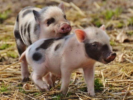 TWO PIGLETS - CUTE, IMAGE, PIGS, TWO